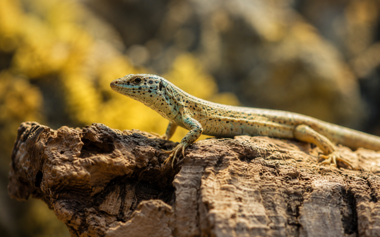  La flora y fauna m&aacute;s end&eacute;mica de Ibiza y c&oacute;mo verla